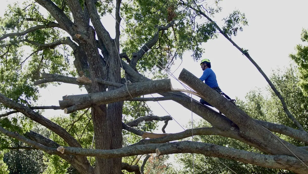 Professional Hazardous Tree Removal performed by certified arborists in Gilmanton