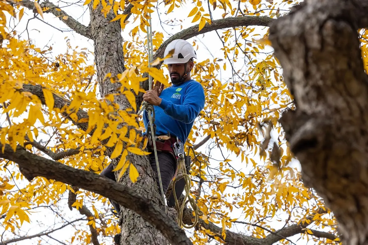 Skilled Tree Planting crew working in Gilmanton